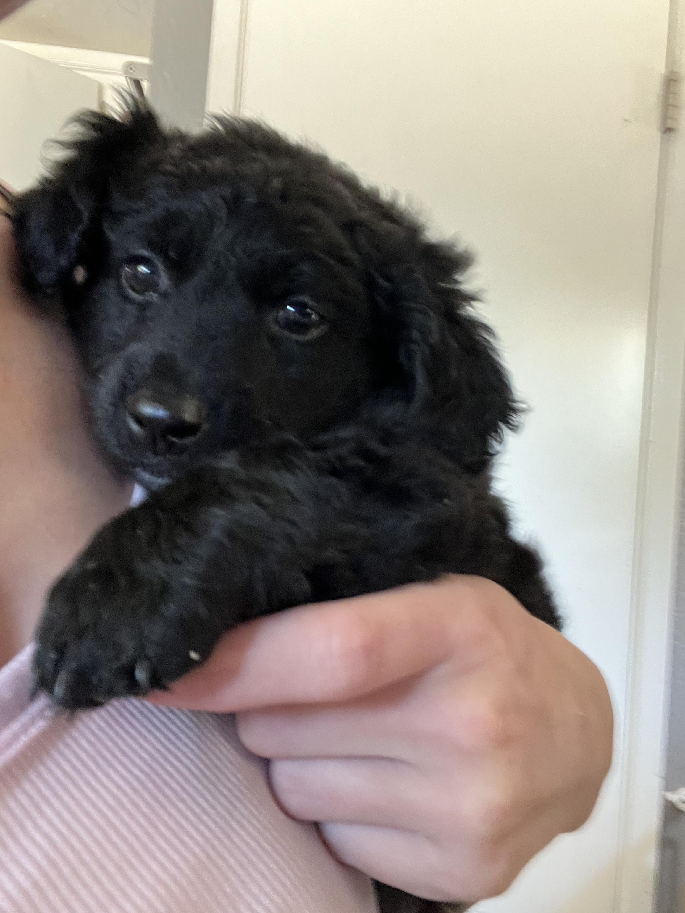 Enlarge Charlie, a Adopted mixed breed in Penryn, CA image 3/5
