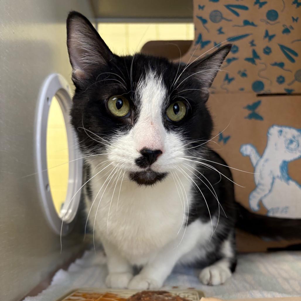 Gohan (Critter Barn), a Adoptable Domestic Long Hair in West Olive, MI image 1/6