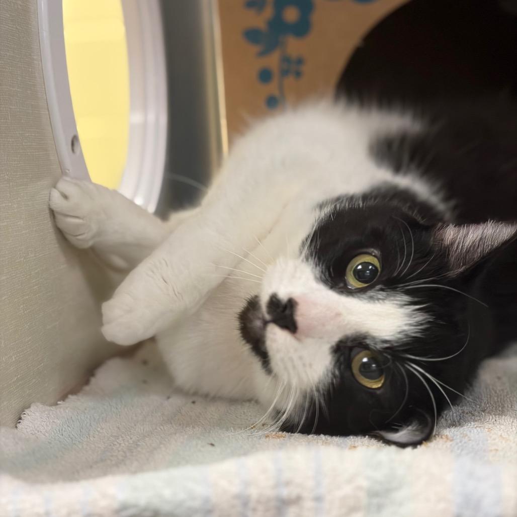 Gohan (Critter Barn), a Adoptable Domestic Long Hair in West Olive, MI image 2/6
