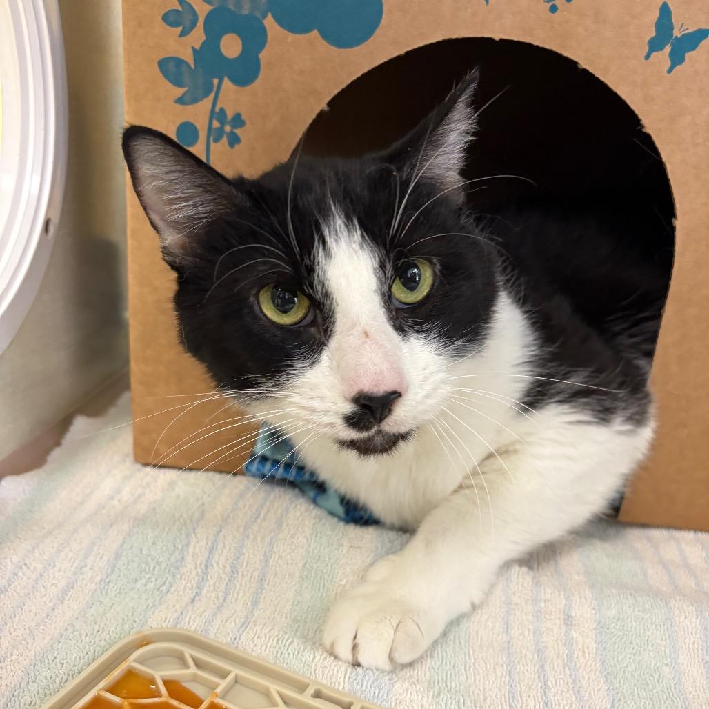 Gohan (Critter Barn), a Adoptable Domestic Long Hair in West Olive, MI image 3/6