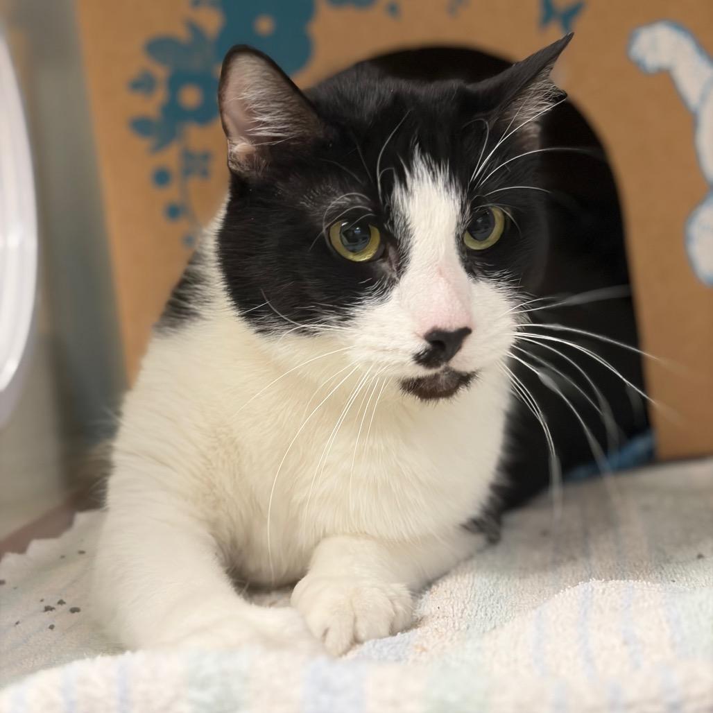 Gohan (Critter Barn), a Adoptable Domestic Long Hair in West Olive, MI image 5/6