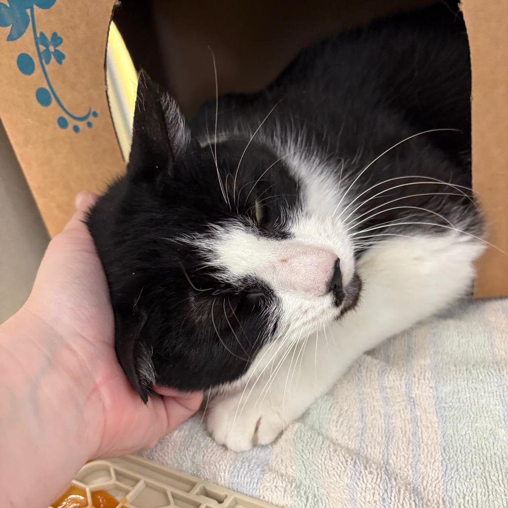 Gohan (Critter Barn), a Adoptable Domestic Long Hair in West Olive, MI image 6/6
