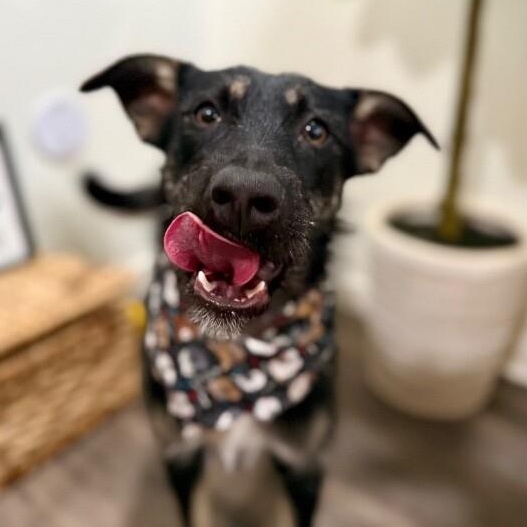 Enlarge Lilly Cutie Patootie, a Adoptable mixed breed in Eagan, MN image 1/6