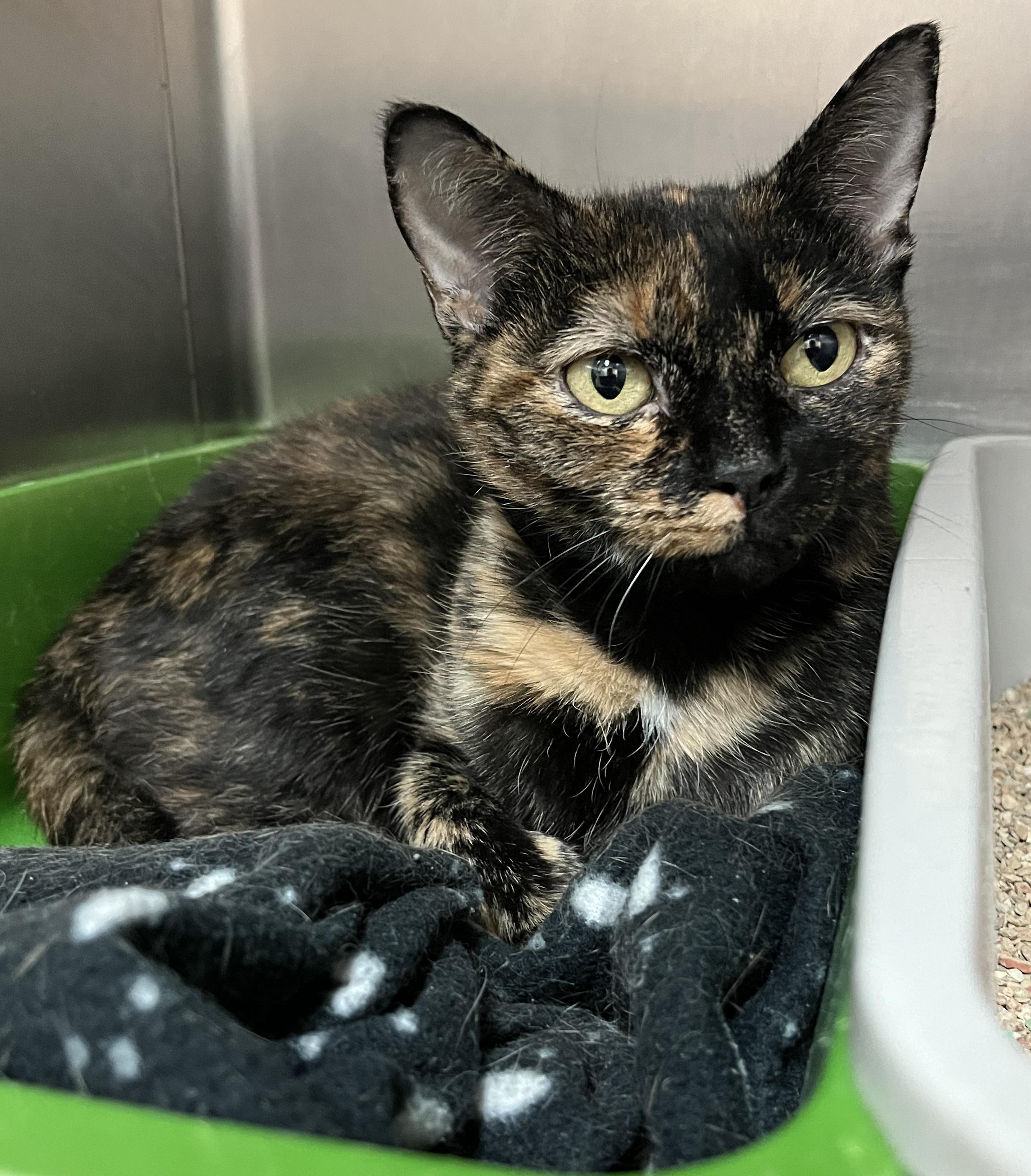 INAVA (CR/SC), a Adoptable Domestic Short Hair in Sainte-Angele-de-Monnoir, QC image 1/6