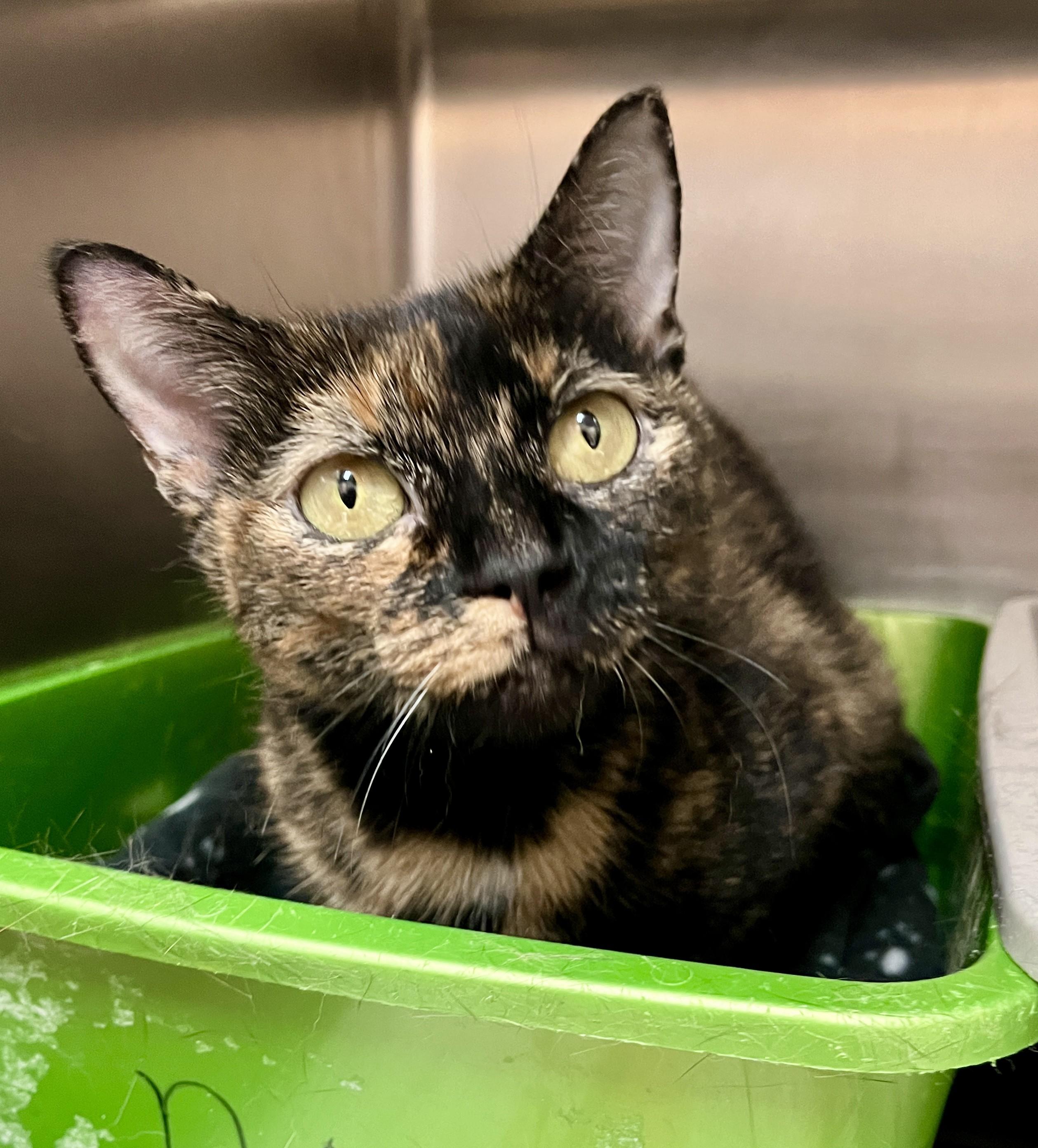 INAVA (CR/SC), a Adoptable Domestic Short Hair in Sainte-Angele-de-Monnoir, QC image 2/6