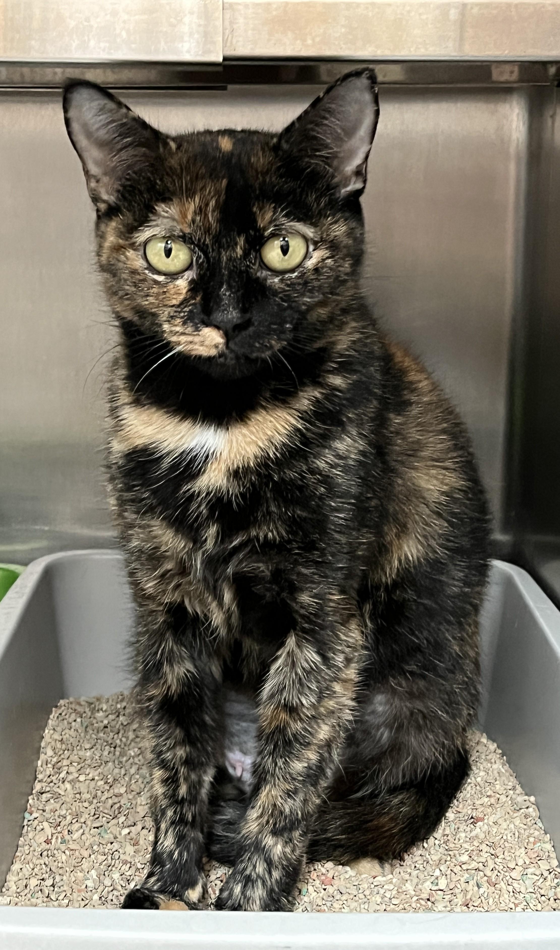 INAVA (CR/SC), a Adoptable Domestic Short Hair in Sainte-Angele-de-Monnoir, QC image 3/6