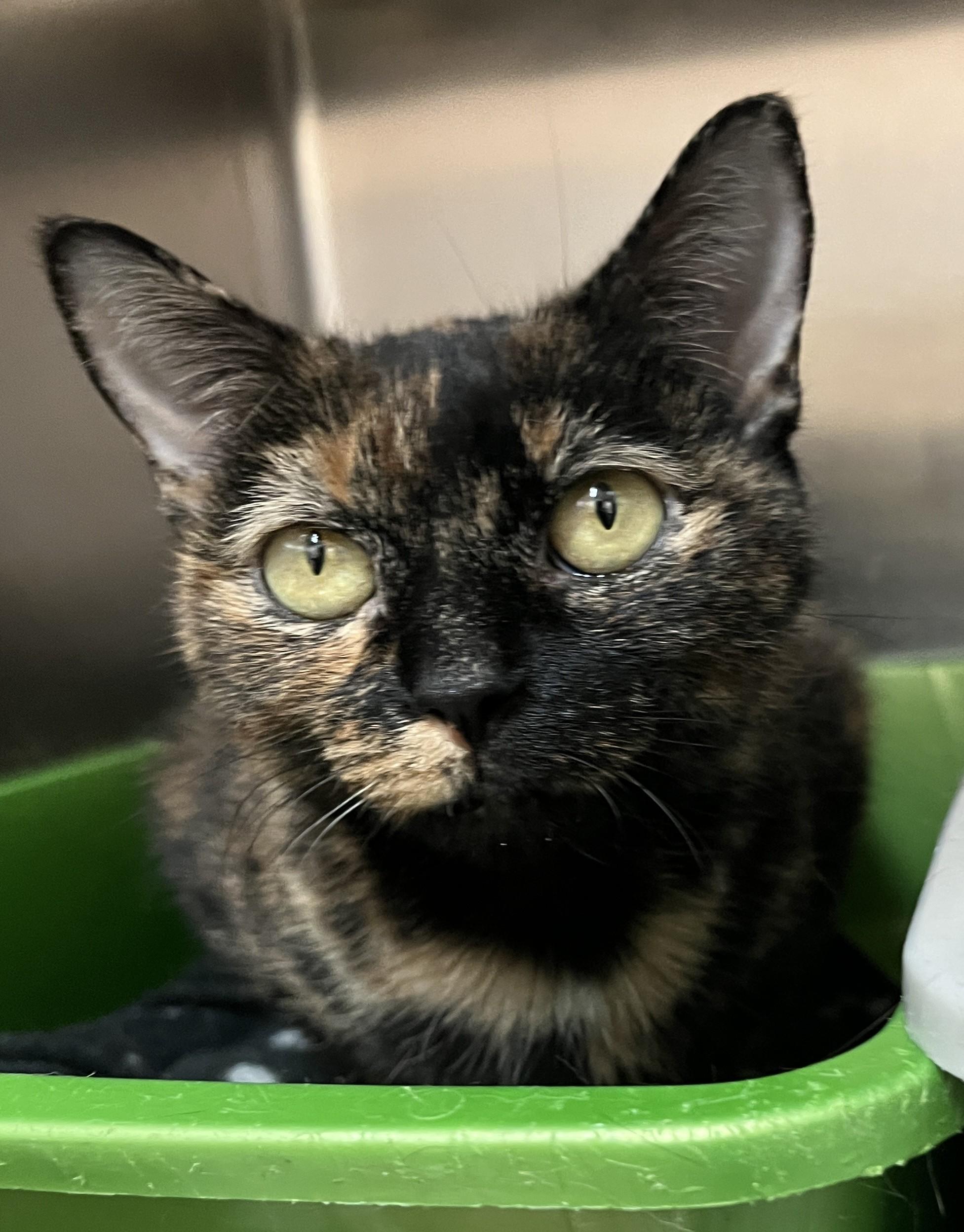 INAVA (CR/SC), a Adoptable Domestic Short Hair in Sainte-Angele-de-Monnoir, QC image 4/6