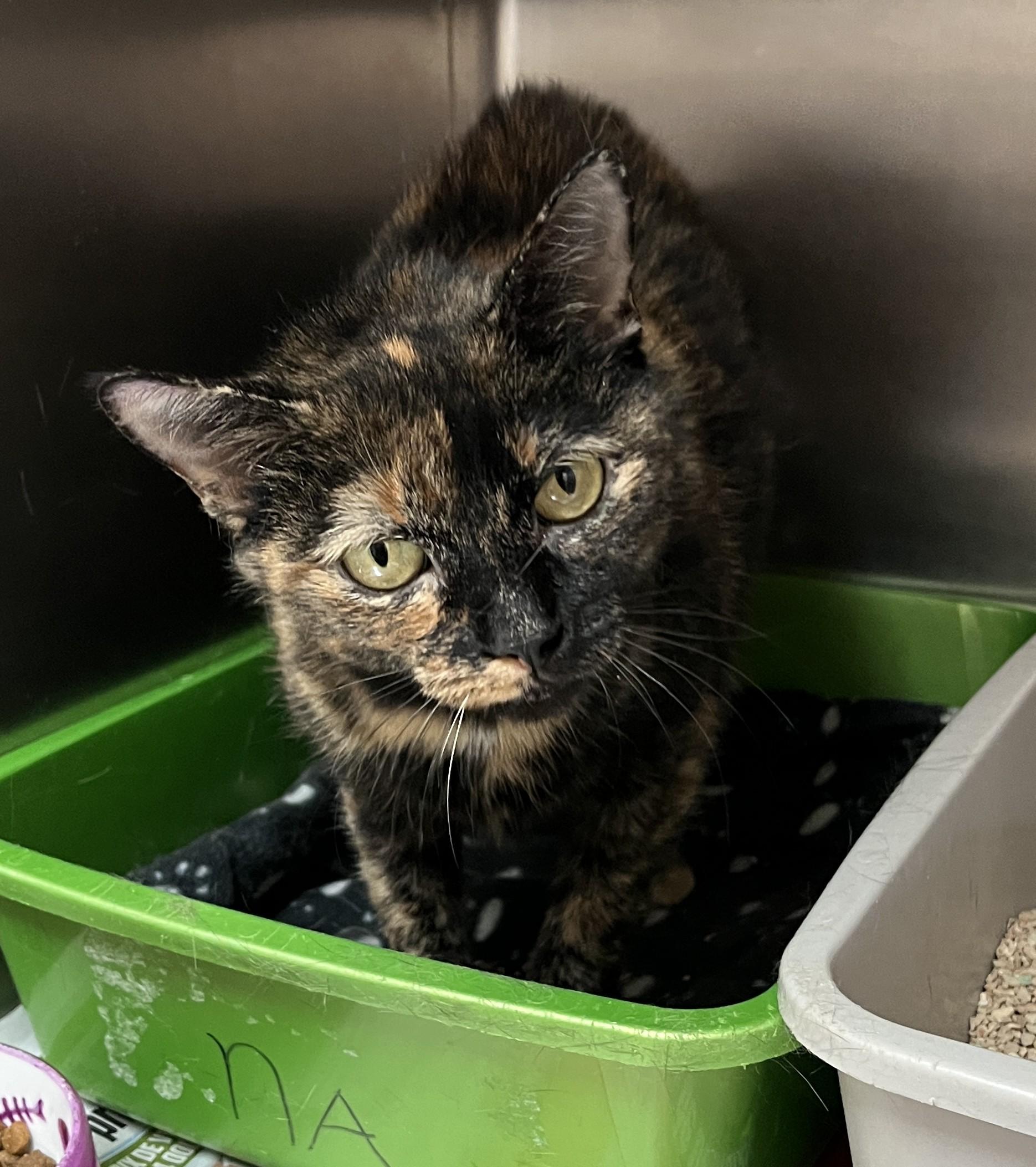 INAVA (CR/SC), a Adoptable Domestic Short Hair in Sainte-Angele-de-Monnoir, QC image 5/6