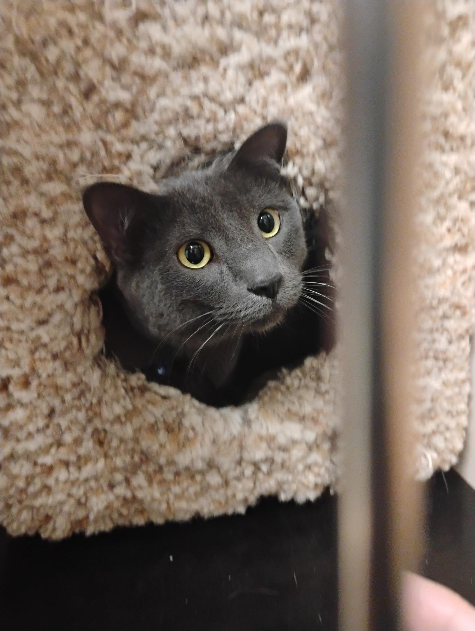 Enlarge Rocky, an adopted Domestic Short Hair in Great Falls, MT image 1/1