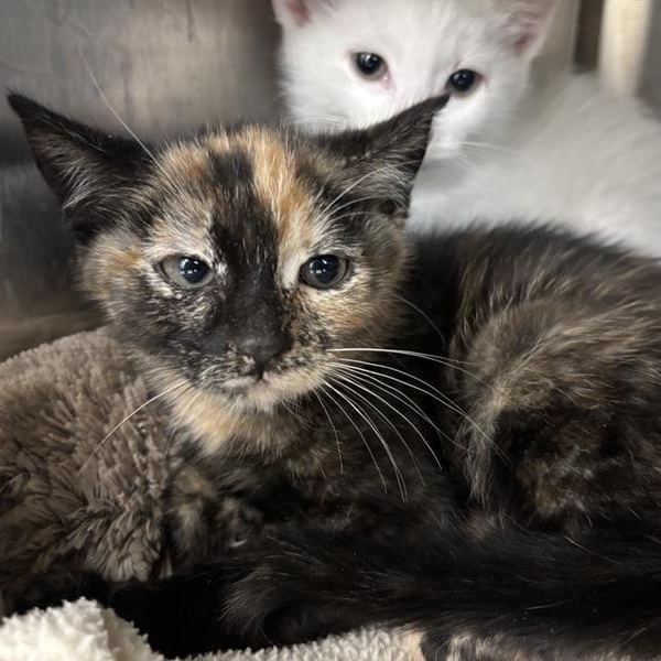 Arwen, adoptable, Kitten Female Domestic Short Hair.