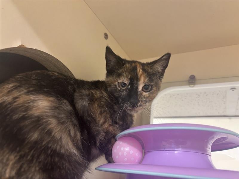 Enlarge Arwen, an adoptable Domestic Short Hair in Prince Frederick, MD image 2/4