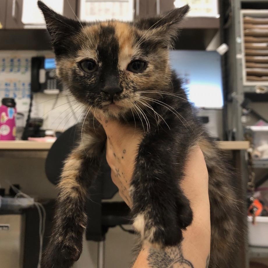 Enlarge Arwen, an adoptable Domestic Short Hair in Prince Frederick, MD image 4/4