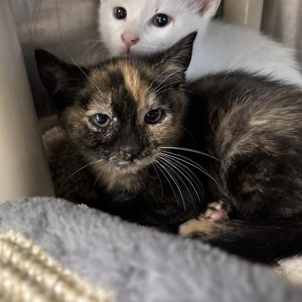 Enlarge Arwen, an adoptable Domestic Short Hair in Prince Frederick, MD image 3/4