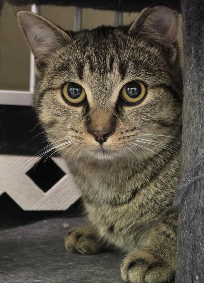 Boots, Adoptable, Young Male Domestic Short Hair & Domestic Short Hair.