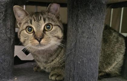 Boots, a Adoptable Domestic Short Hair in Erin, ON image 2/2