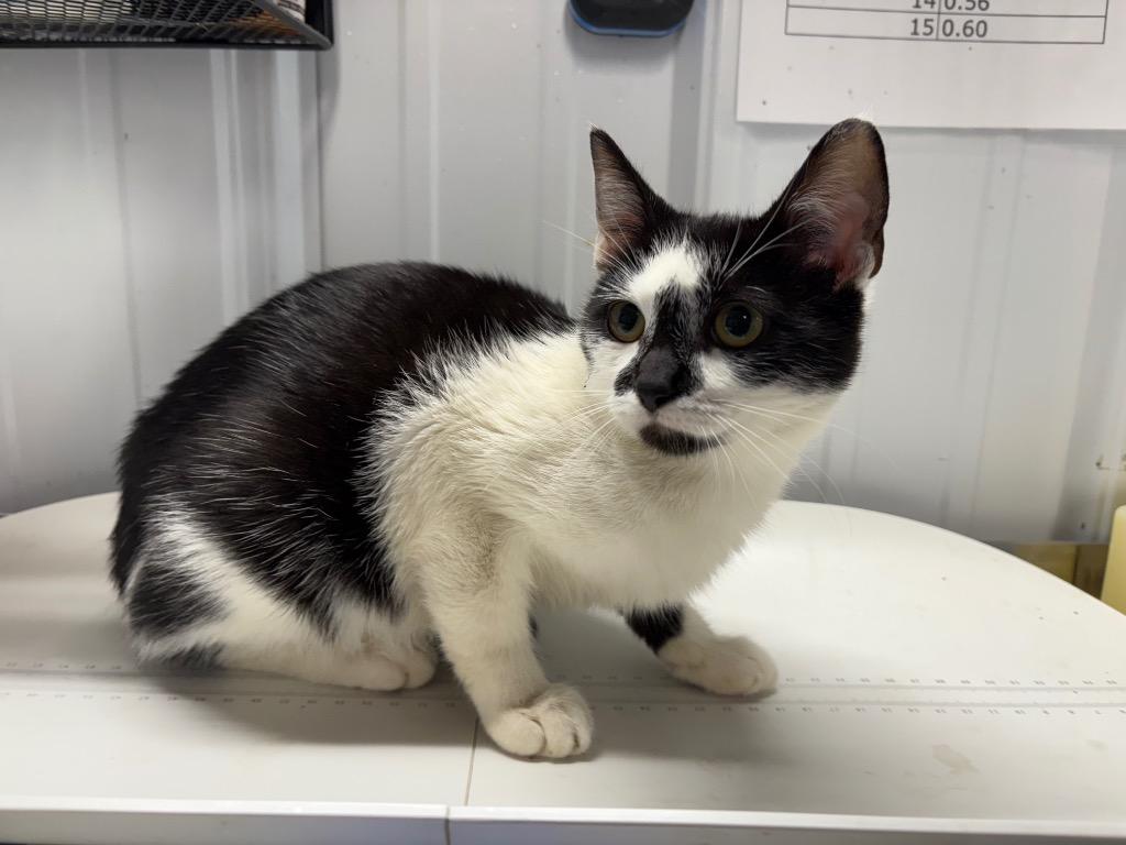 Enlarge Jade, a Adoptable mixed breed in Pierceton, IN image 2/2