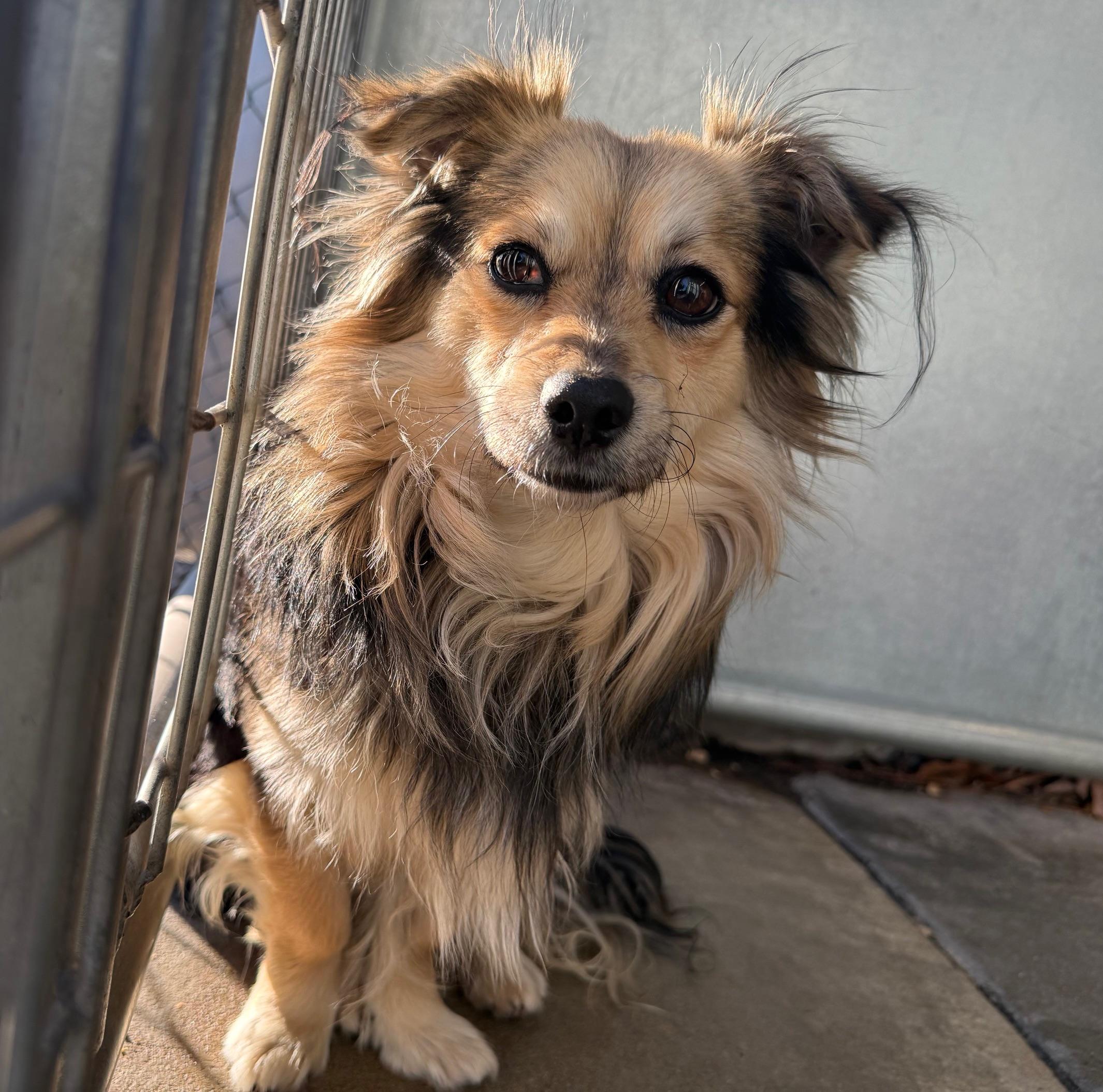 Enlarge Tyler, a ADOPTABLE Papillon in Oakdale, CA image 1/1
