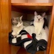 Dill, Adoptable, Young Male Domestic Short Hair.