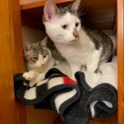 Enlarge Dill, a Adoptable Domestic Short Hair in Harrisonburg, VA image 2/6