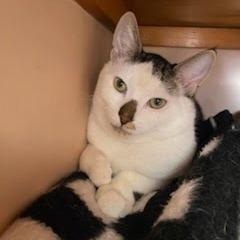 Enlarge Dill, a Adoptable Domestic Short Hair in Harrisonburg, VA image 3/6