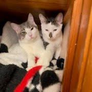 Enlarge Dill, a Adoptable Domestic Short Hair in Harrisonburg, VA image 5/6