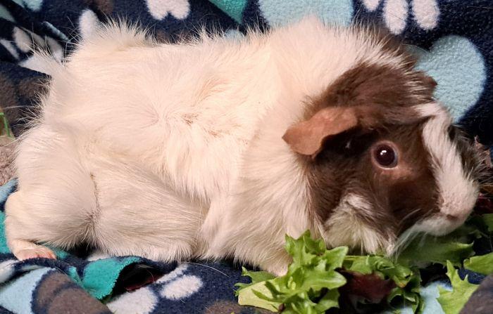 Enlarge Rosie, an adopted Abyssinian in Gary, IN image 3/3