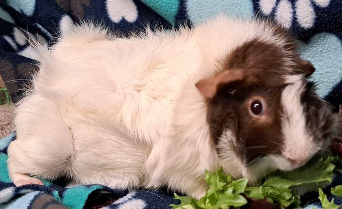 Enlarge Rosie, an adopted Abyssinian in Gary, IN image 1/3