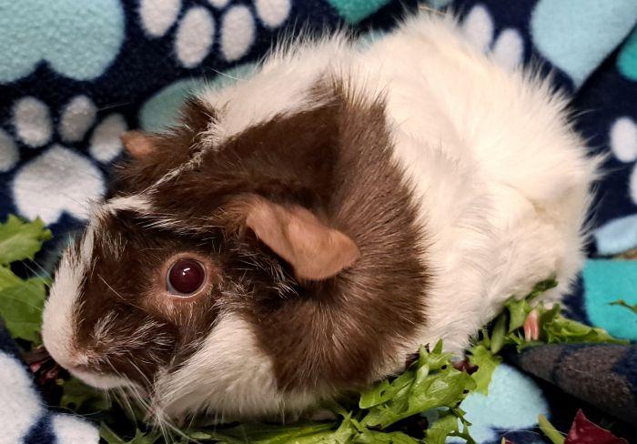 Enlarge Rosie, an adopted Abyssinian in Gary, IN image 2/3