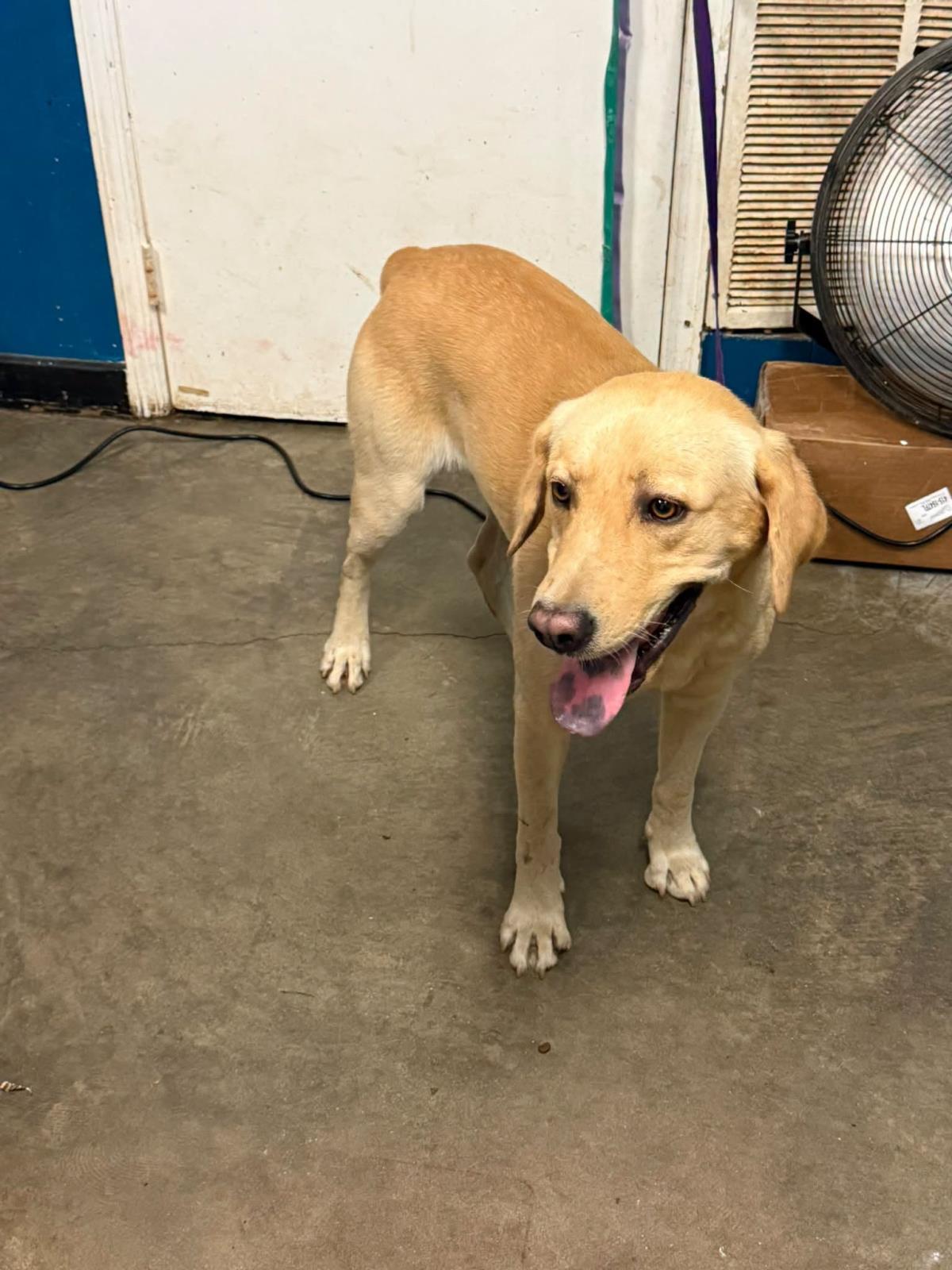 dave, Adoptable, Adult Male Labrador Retriever.