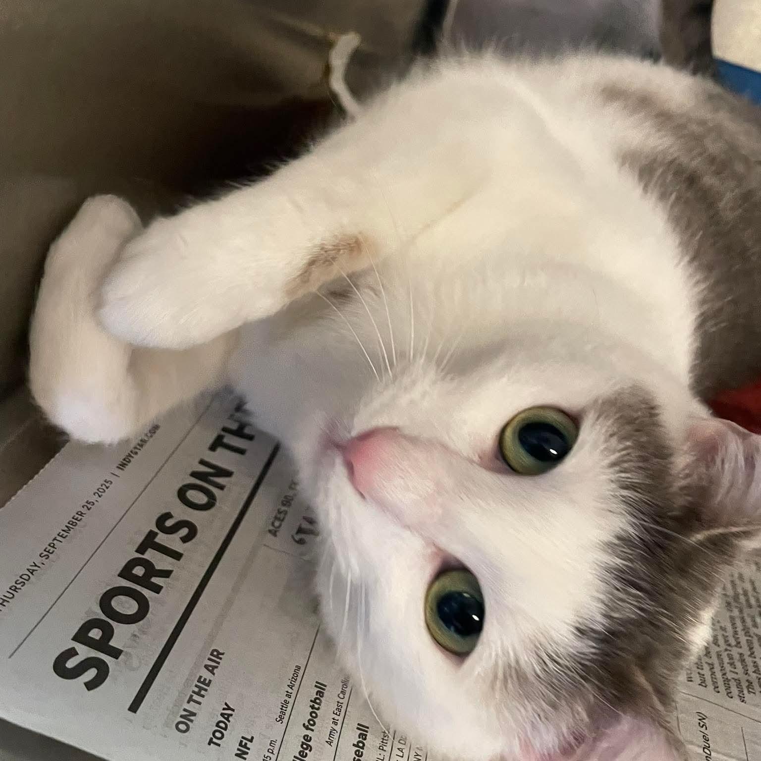 Ruby, ADOPTABLE, Young Female Domestic Short Hair.