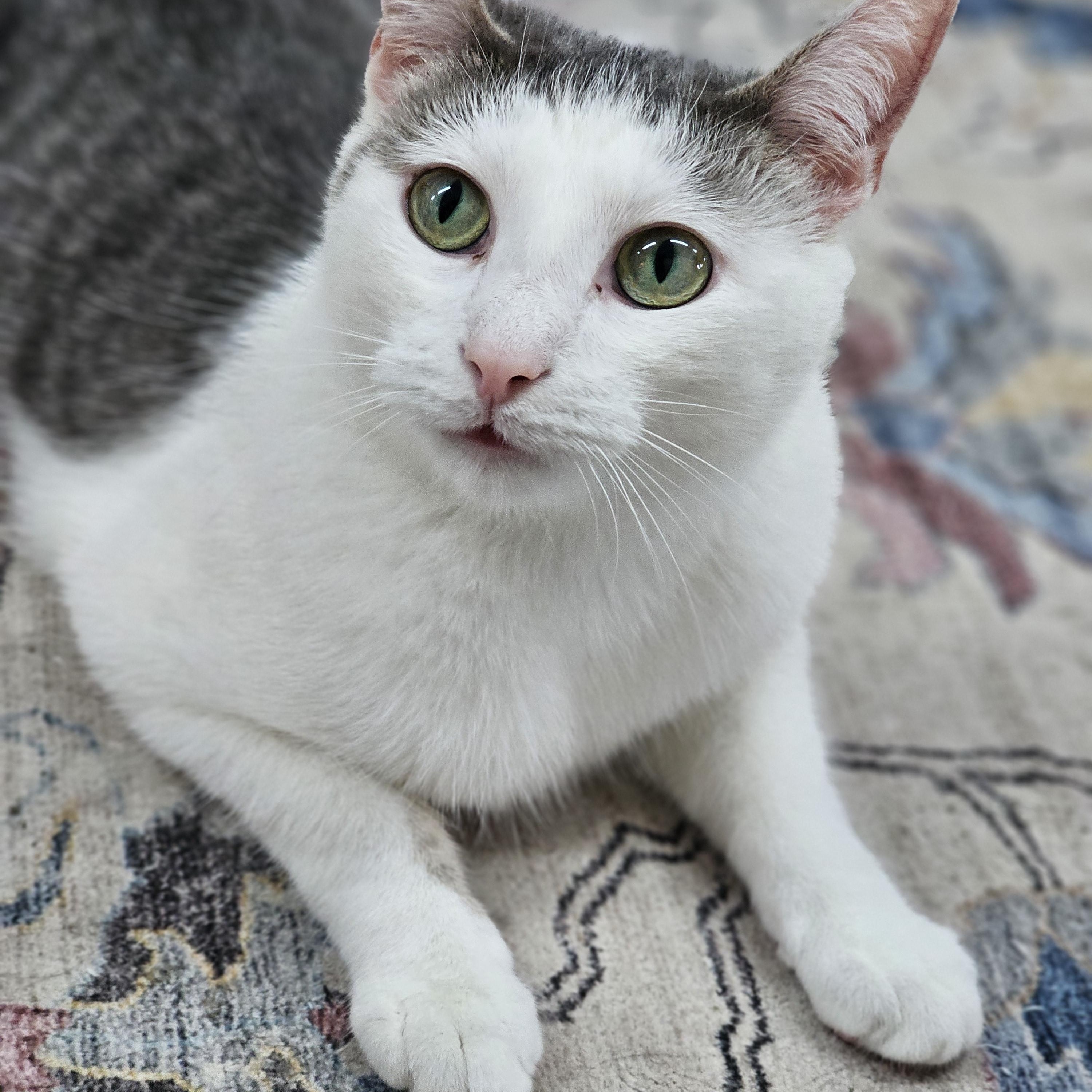 Enlarge Ruby, a ADOPTABLE Domestic Short Hair in Toledo, OH image 2/2