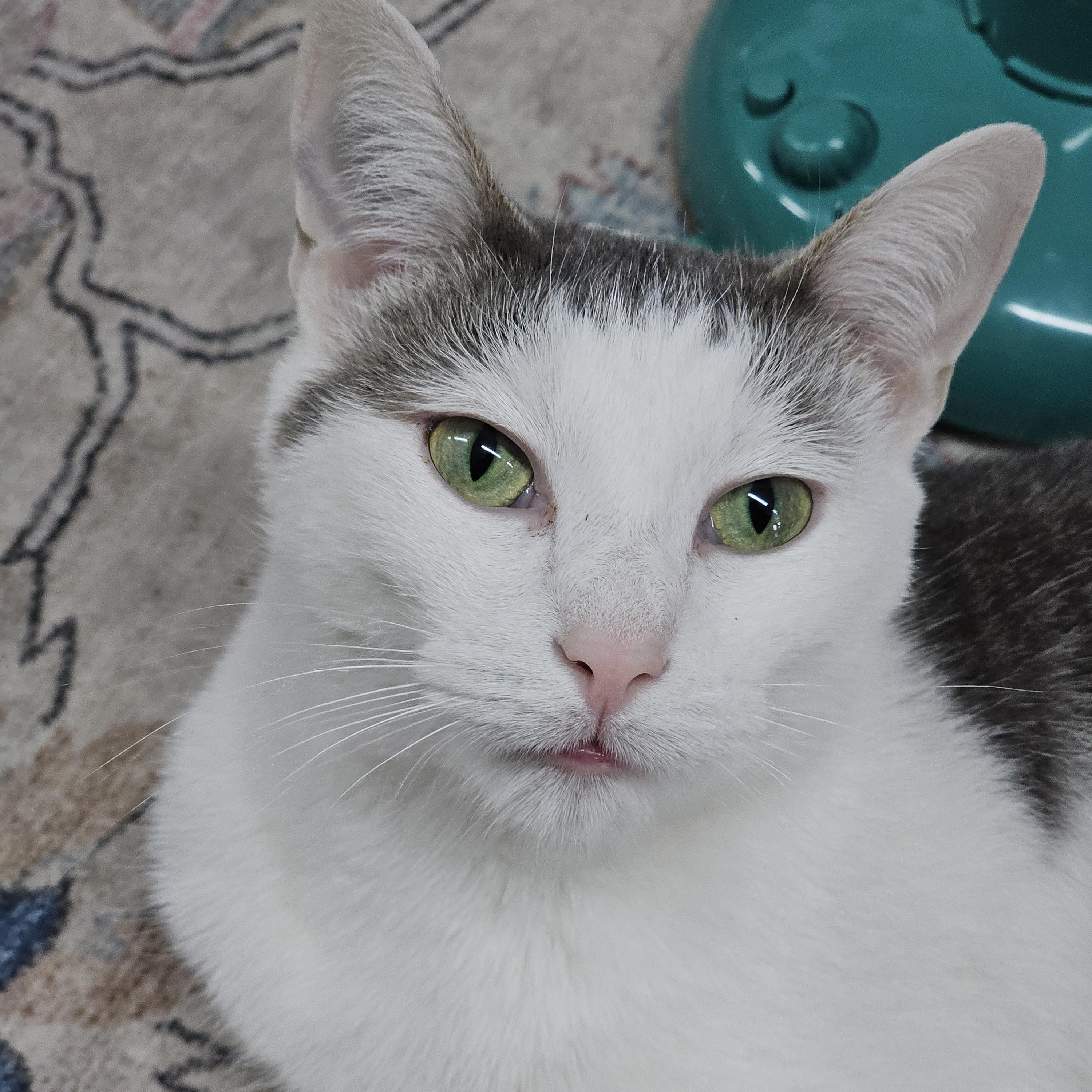 Ruby, ADOPTABLE, Young Female Domestic Short Hair.