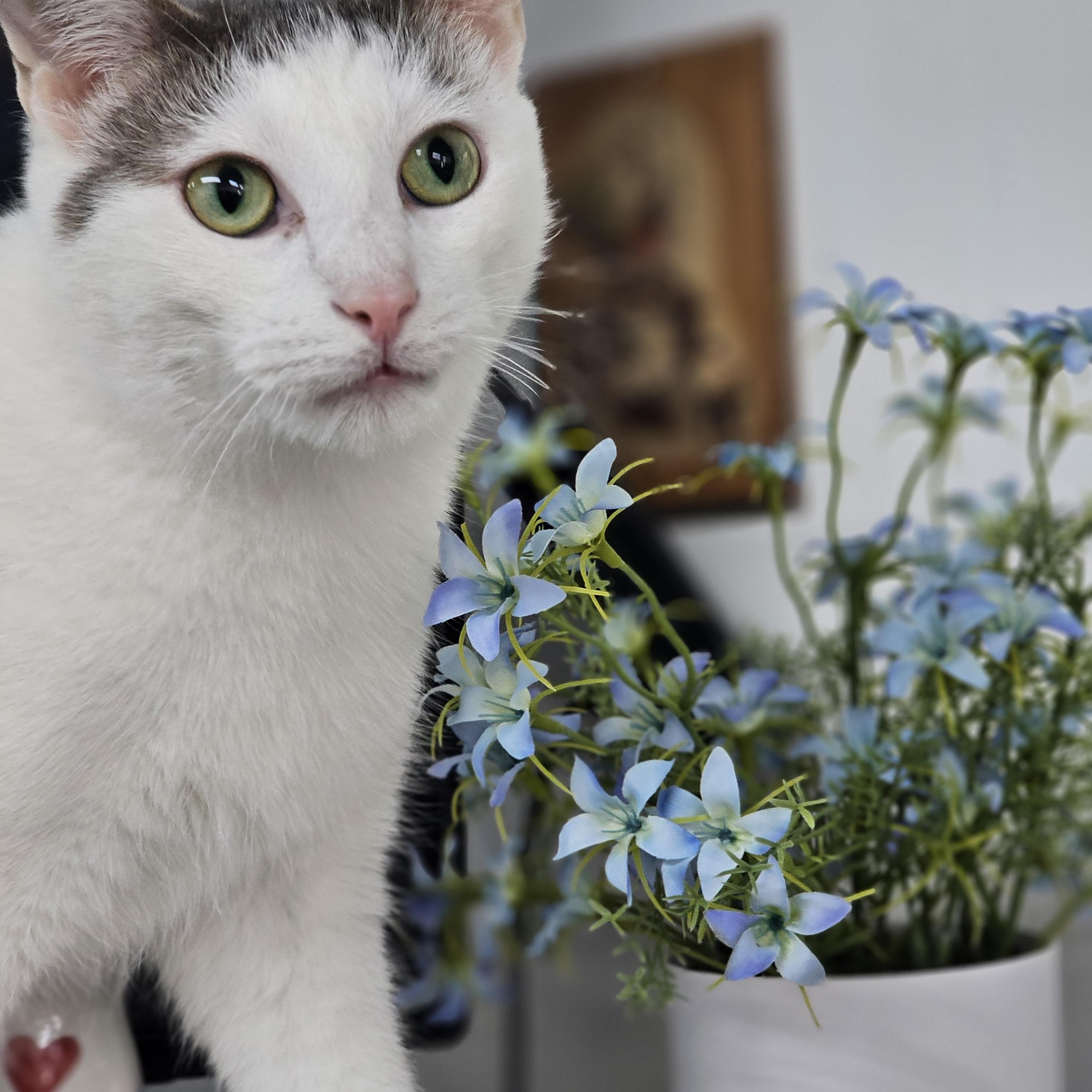 Enlarge Ruby, an adopted Domestic Short Hair in Toledo, OH image 4/4