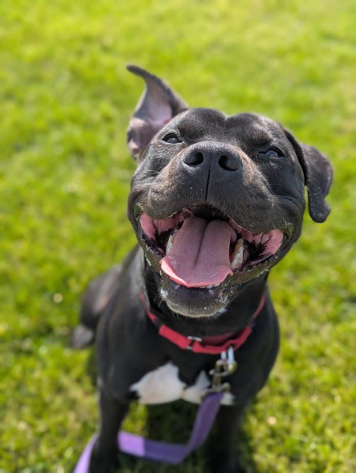 Bubba, Adoptable, Adult Male Mixed Breed & Pit Bull Terrier.