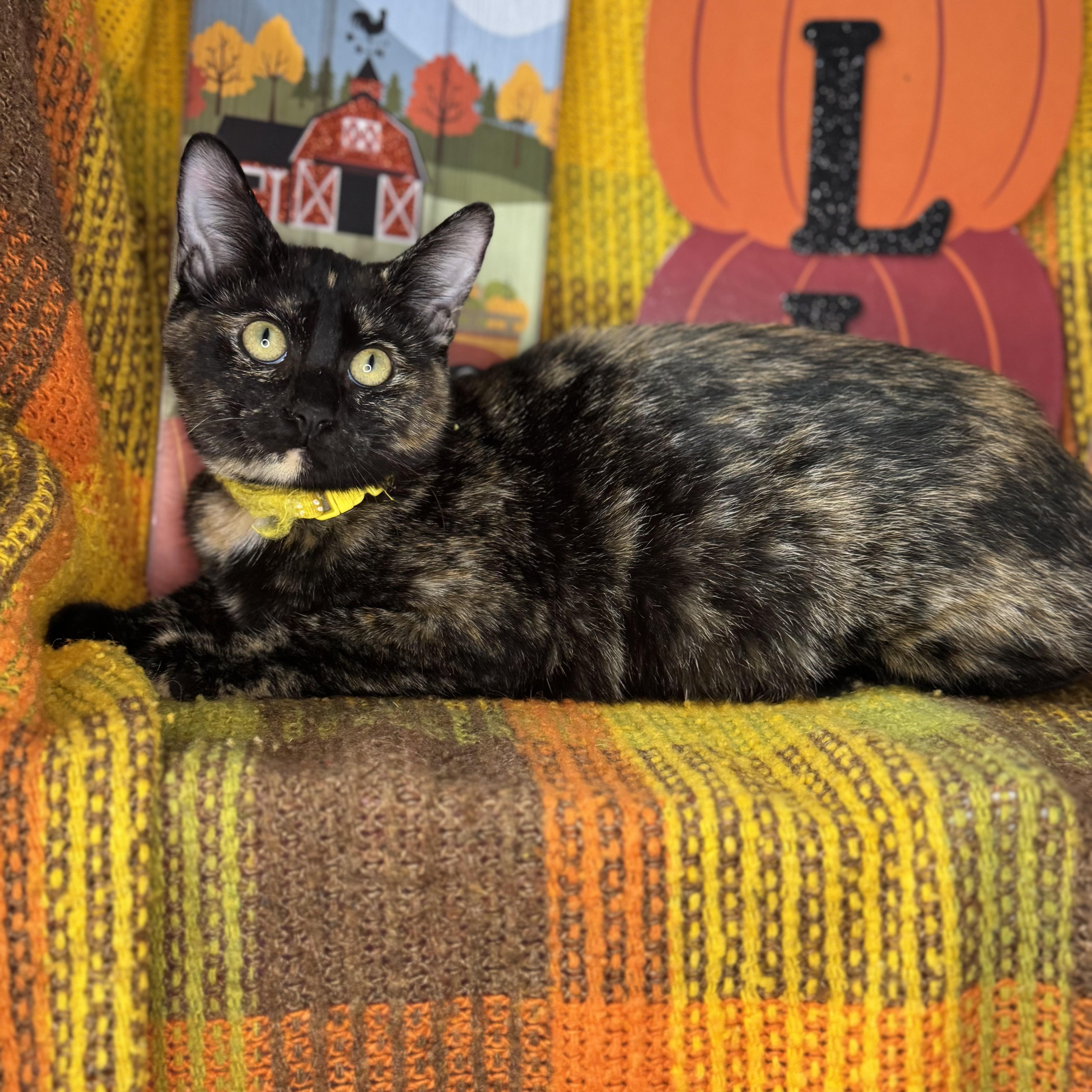Bittersweet, a Adoptable Tortoiseshell in Mount Vernon, IL image 2/6