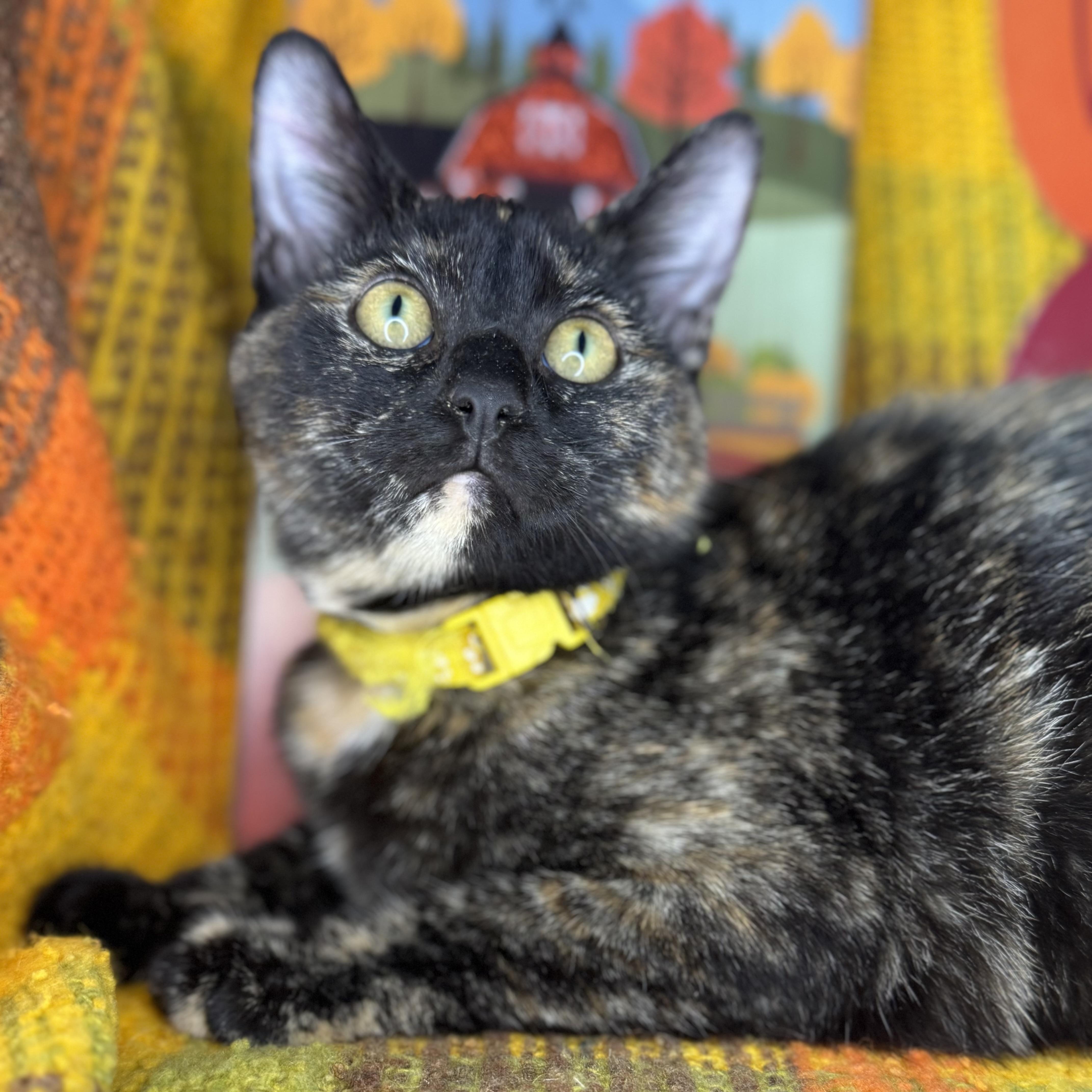 Bittersweet, a Adoptable Tortoiseshell in Mount Vernon, IL image 4/6