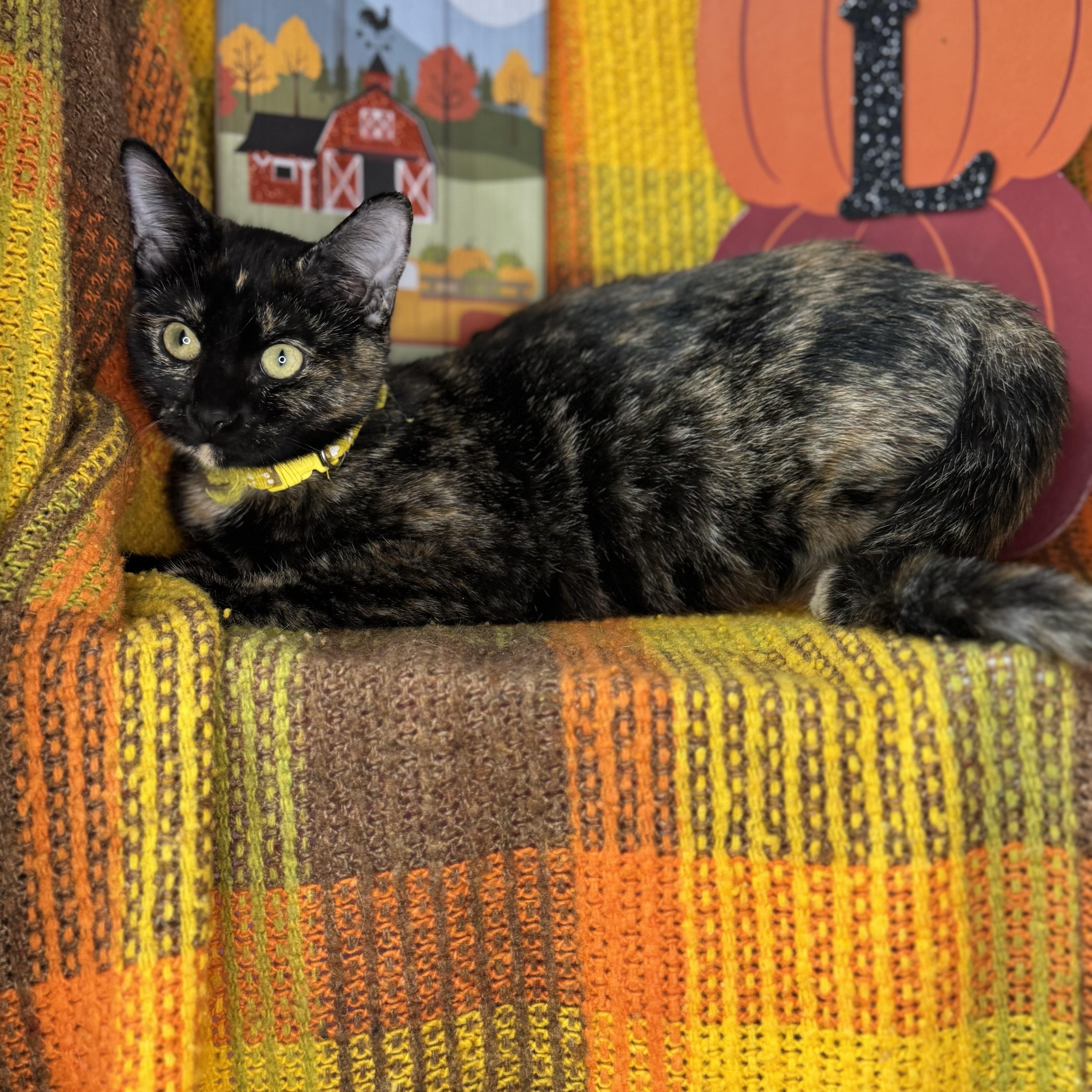 Bittersweet, a Adoptable Tortoiseshell in Mount Vernon, IL image 6/6