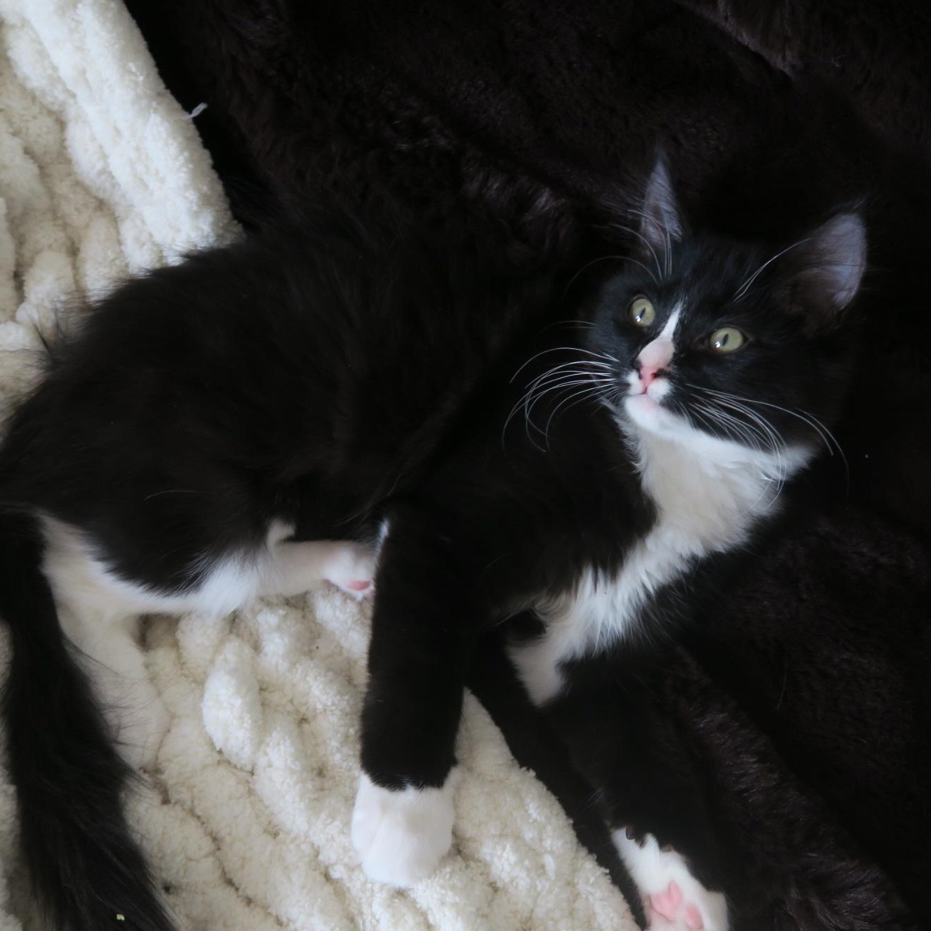 Enlarge Cheshire, an adopted Domestic Long Hair in Portland, OR image 3/4