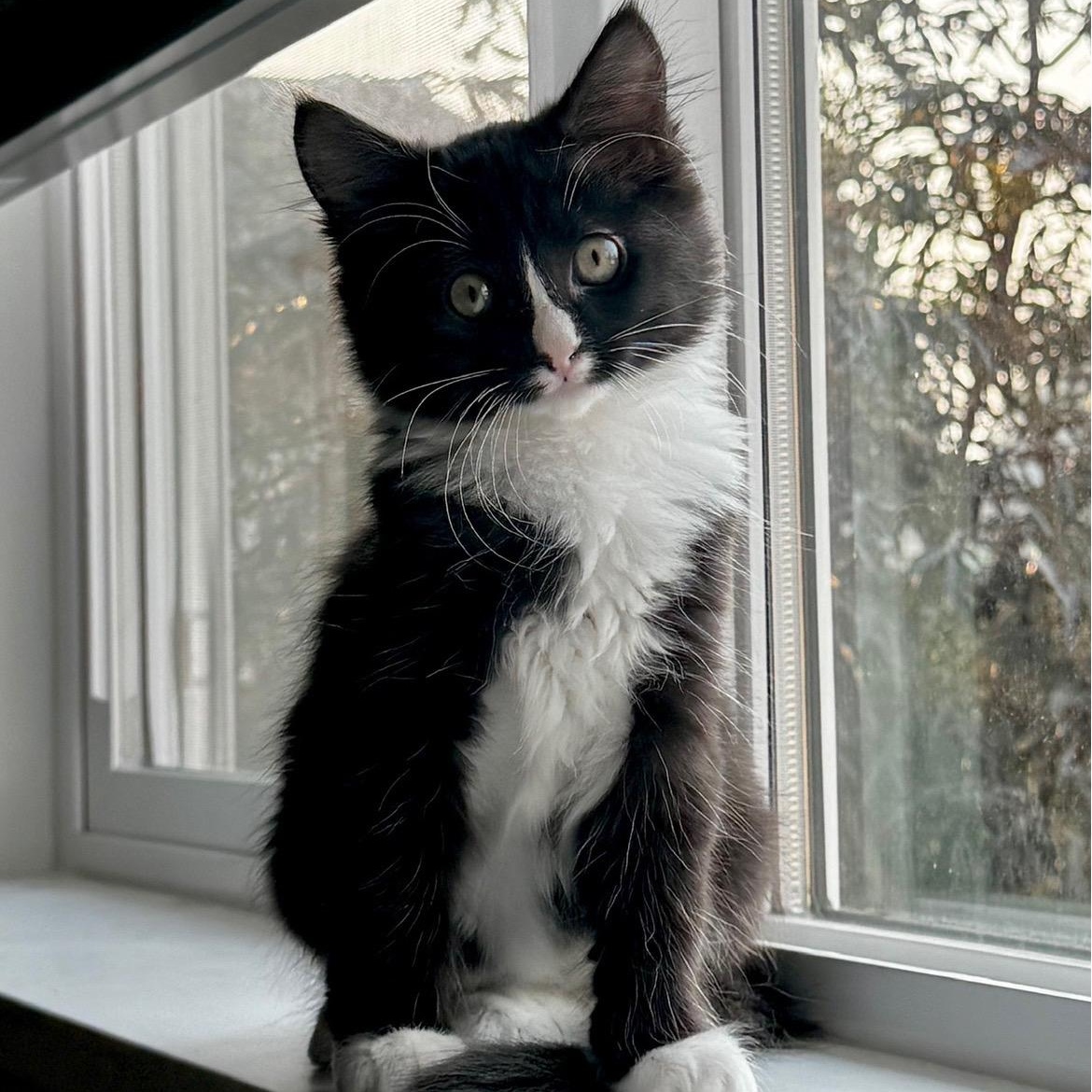 Cheshire, adopted, Kitten Female Domestic Long Hair.