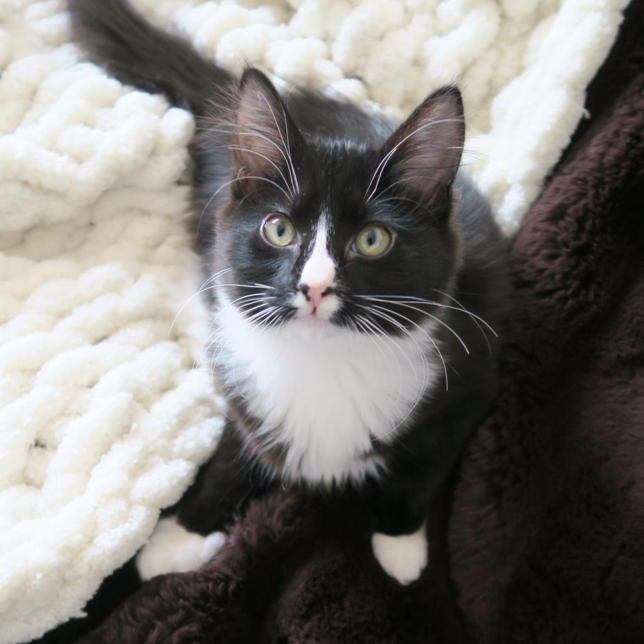 Enlarge Cheshire, an adopted Domestic Long Hair in Portland, OR image 2/4