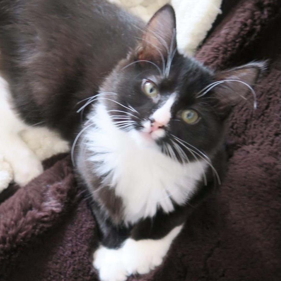 Enlarge Cheshire, an adopted Domestic Long Hair in Portland, OR image 4/4