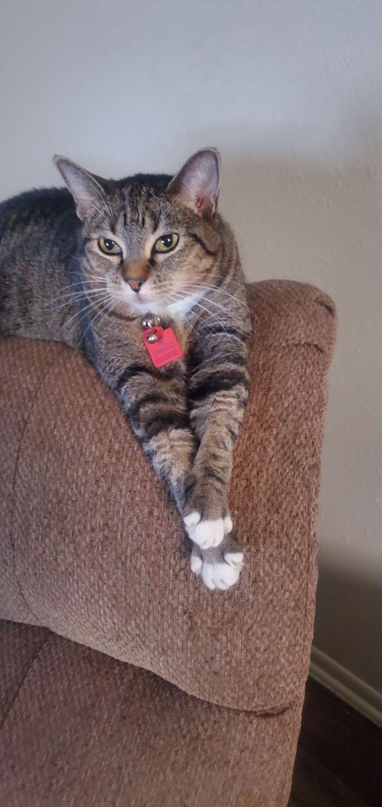 Mary Jane, Adoptable, Adult Female Domestic Short Hair & Tabby.