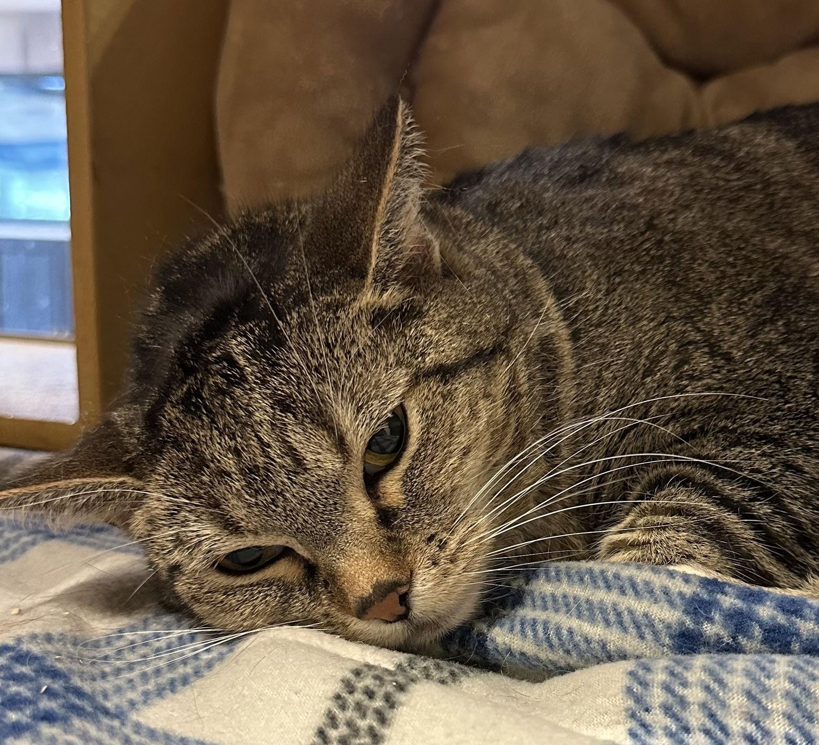 Mary Jane, a Adoptable mixed breed in Phoenix, AZ image 2/2