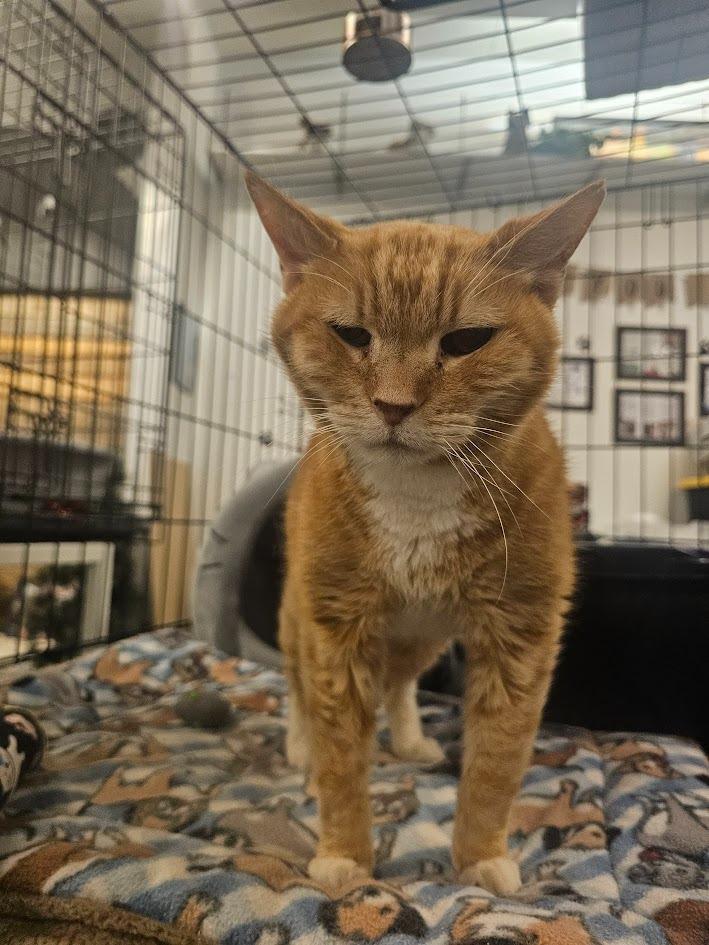Honey, Adoptable, Adult Male Domestic Short Hair.