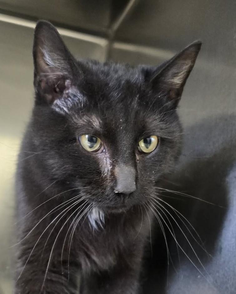 Enlarge Tomato, a ADOPTABLE Domestic Short Hair in Rock Falls, IL image 2/3