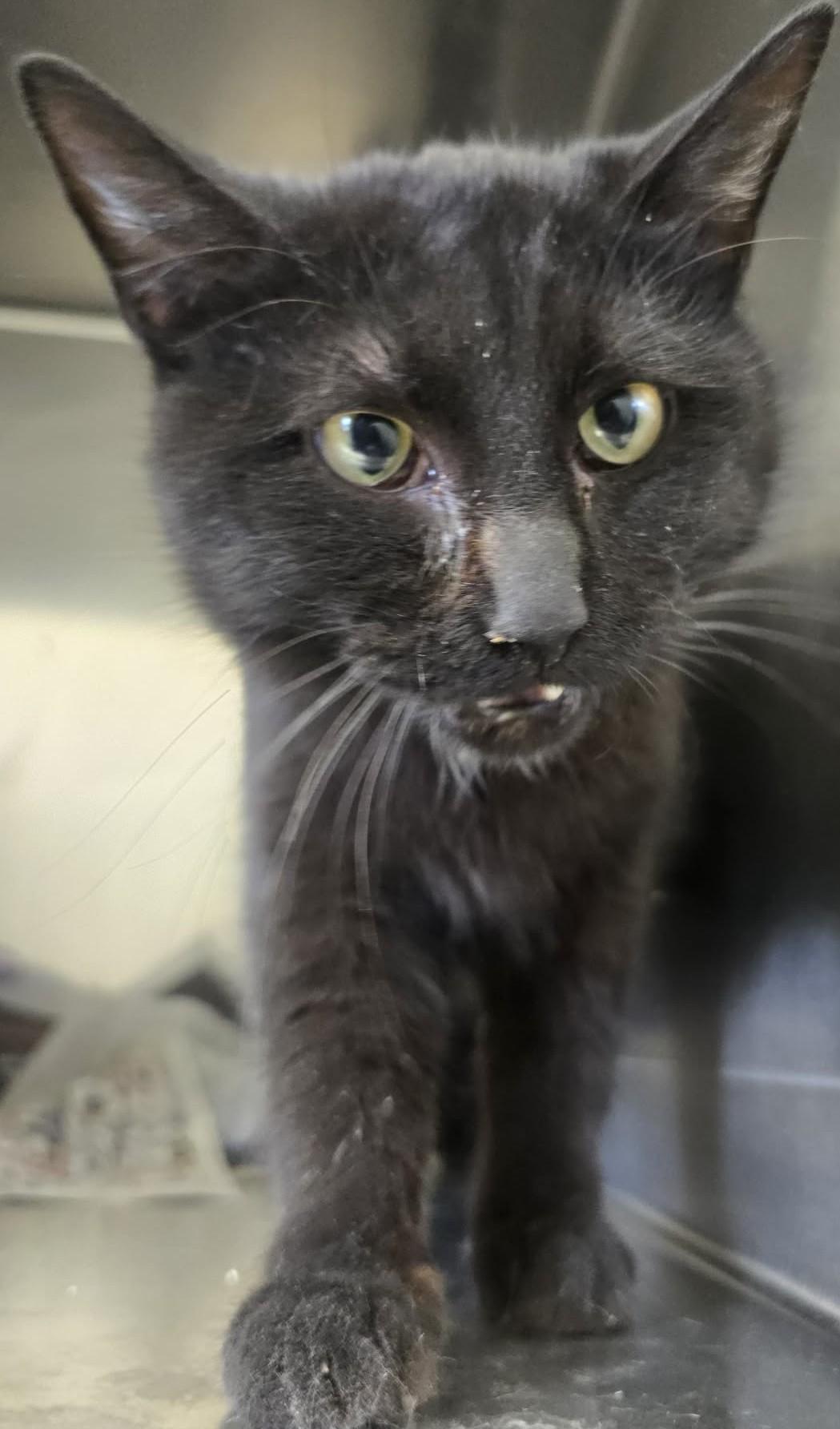 Enlarge Tomato, a ADOPTABLE Domestic Short Hair in Rock Falls, IL image 1/3