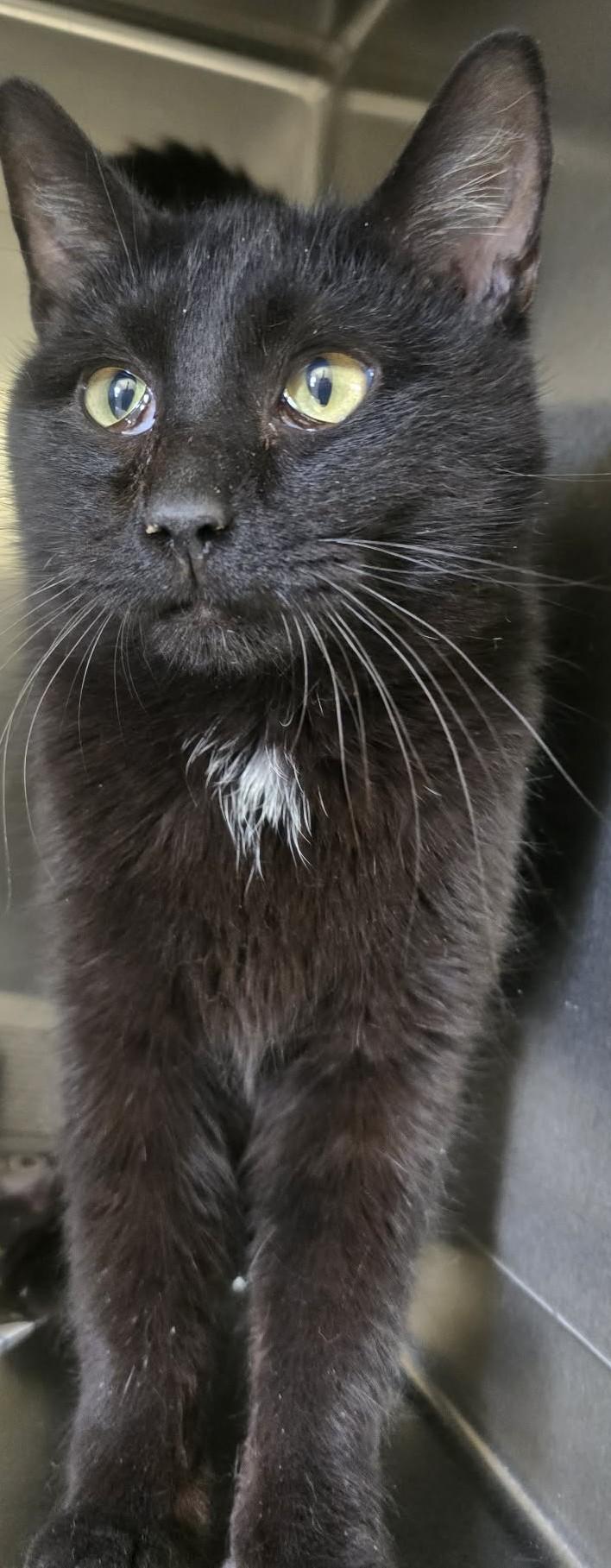 Enlarge Tomato, a ADOPTABLE Domestic Short Hair in Rock Falls, IL image 3/3