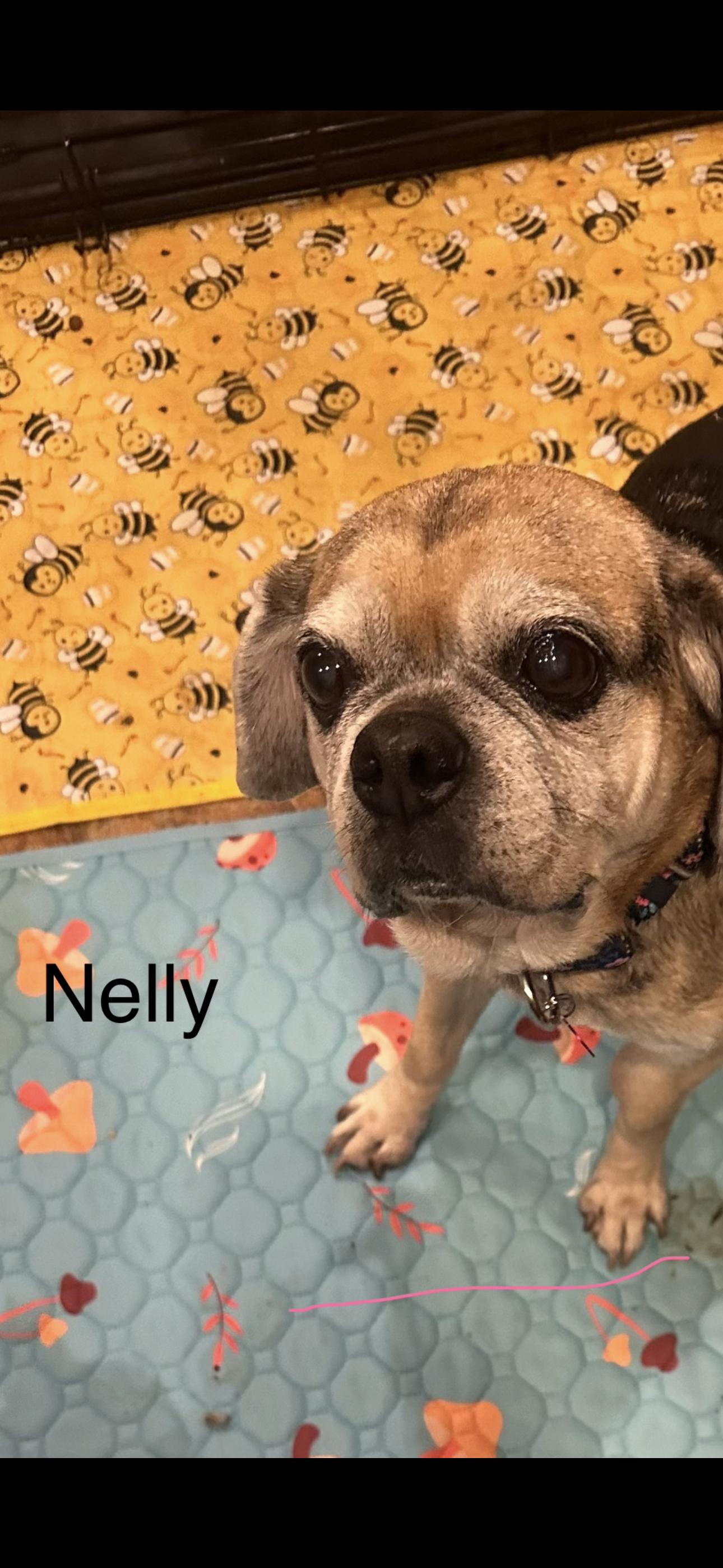 Nelly, ADOPTABLE, Senior Female Pug & Beagle.