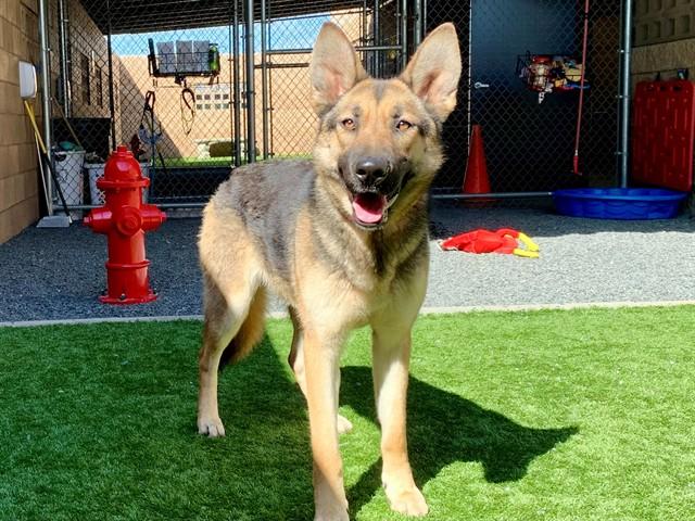 Enlarge CLOVER, a Adoptable mixed breed in Moreno Valley, CA image 1/1