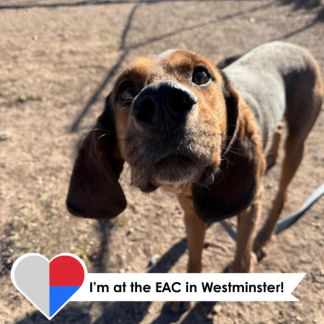 Enlarge Ebenezer, a Adoptable mixed breed in Westminster, CO image 1/6